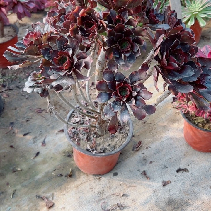 309灰圆叶多肉植物