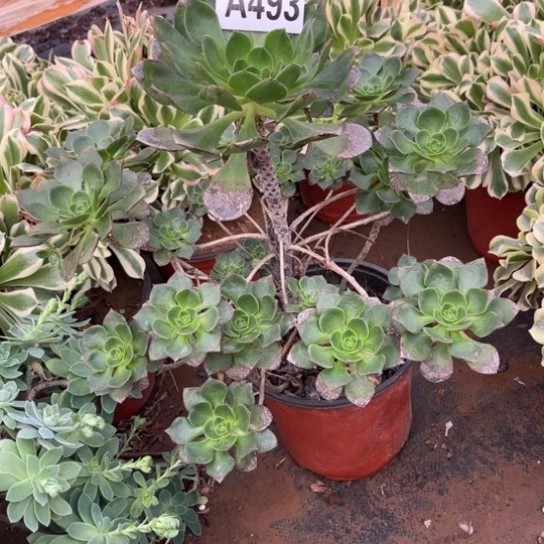 493青衣法师不包断枝