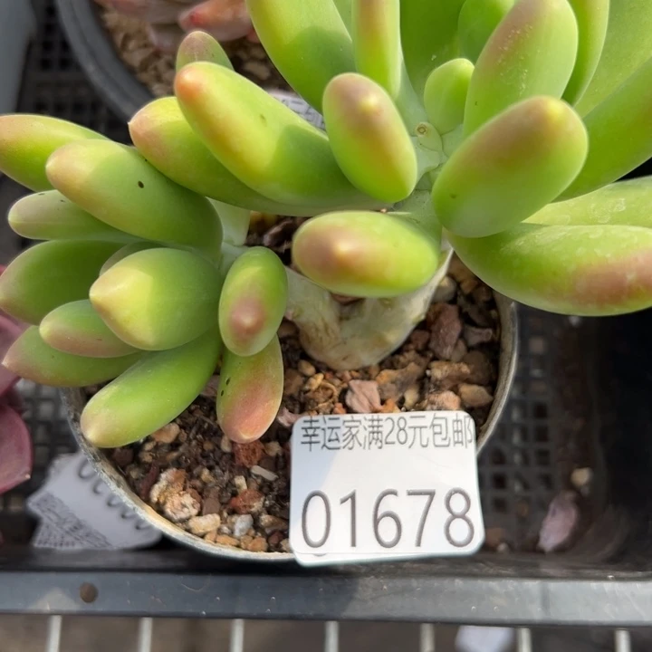 幸运儿是一位非常优秀