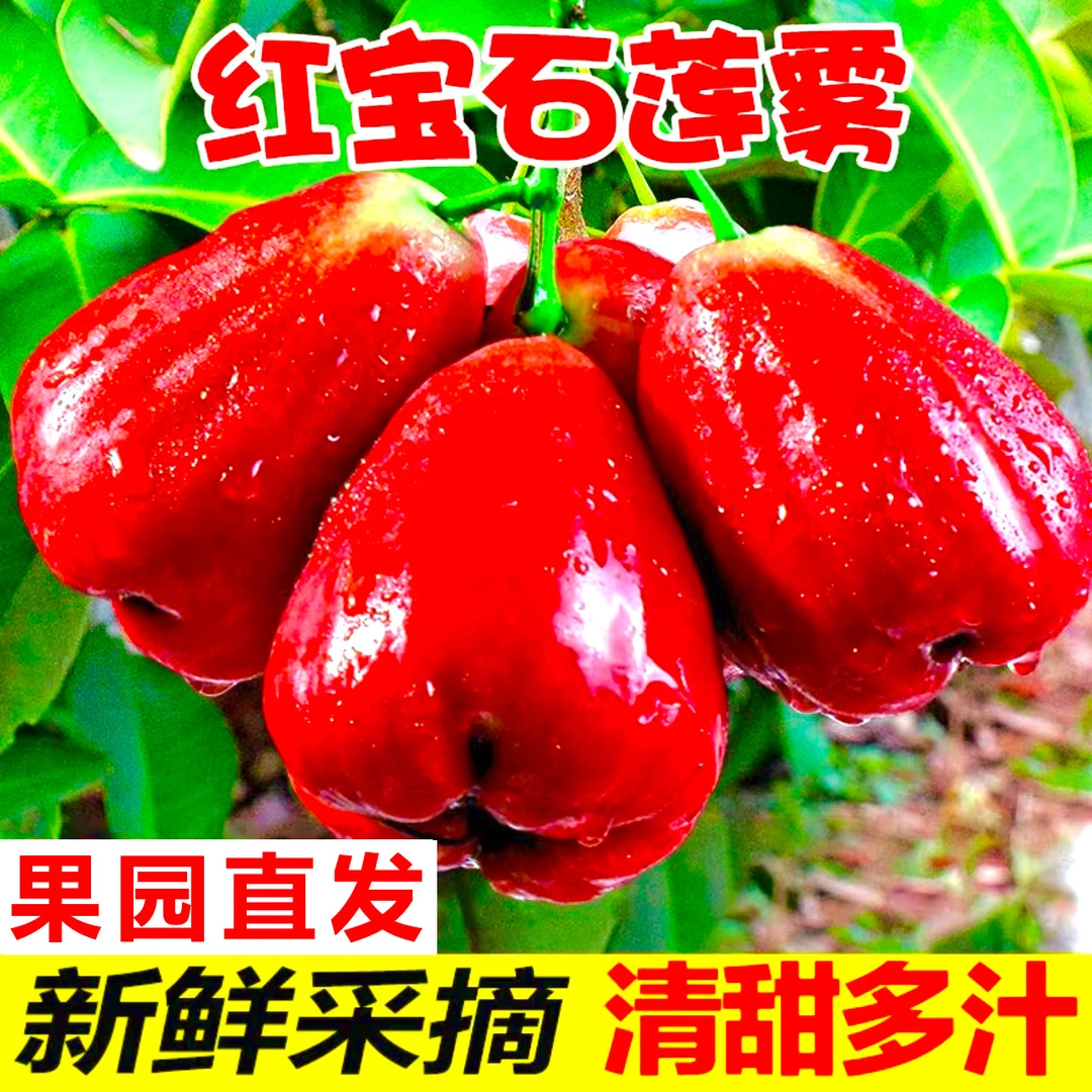 海南莲雾果新鲜水果5斤红宝石当季连雾非黑金刚莲雾整箱1-5斤包邮