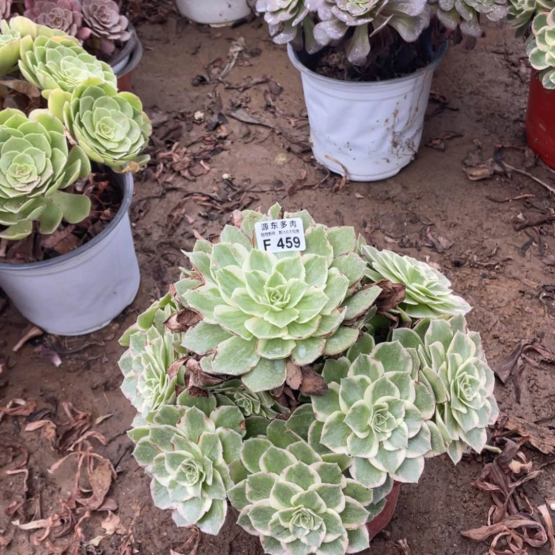 459水蜜桃多肉法师断枝不包