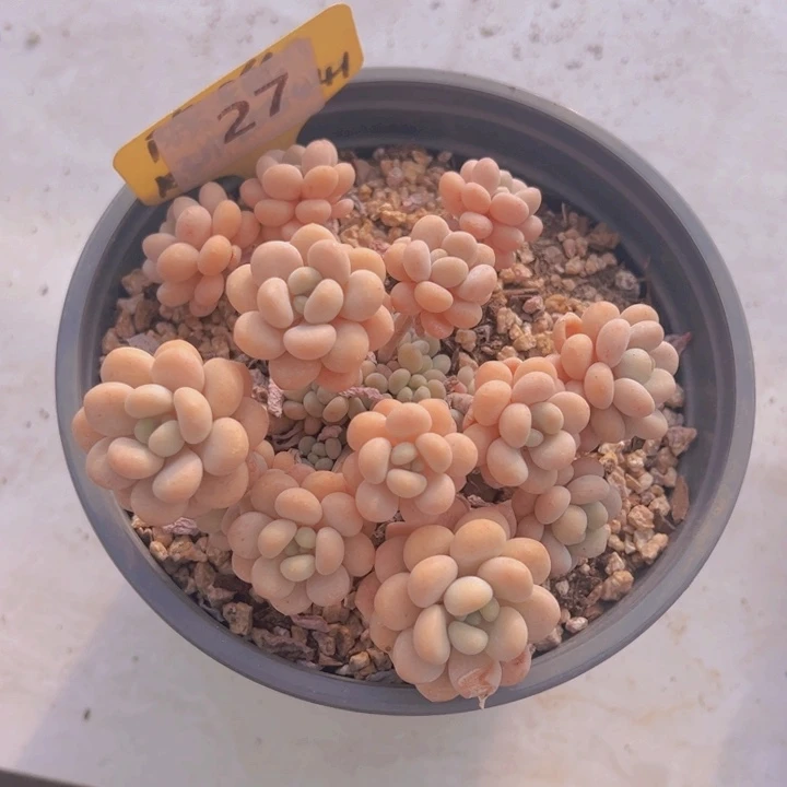 健健康康平平安安