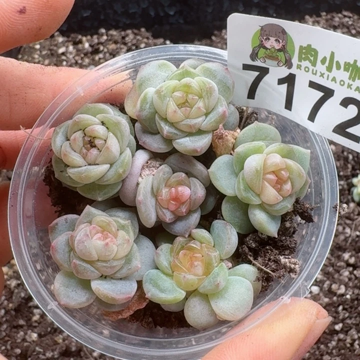 多肉植物多肉植物