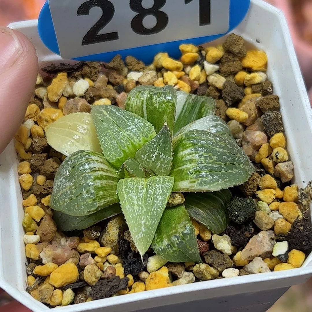 白银十二卷多肉植物满