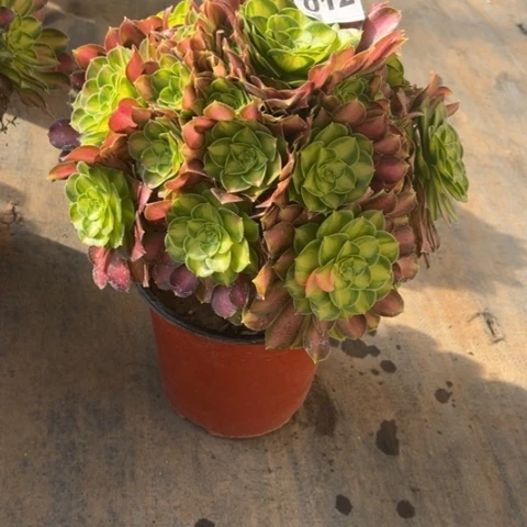 明****麻012韶华手捧多肉，