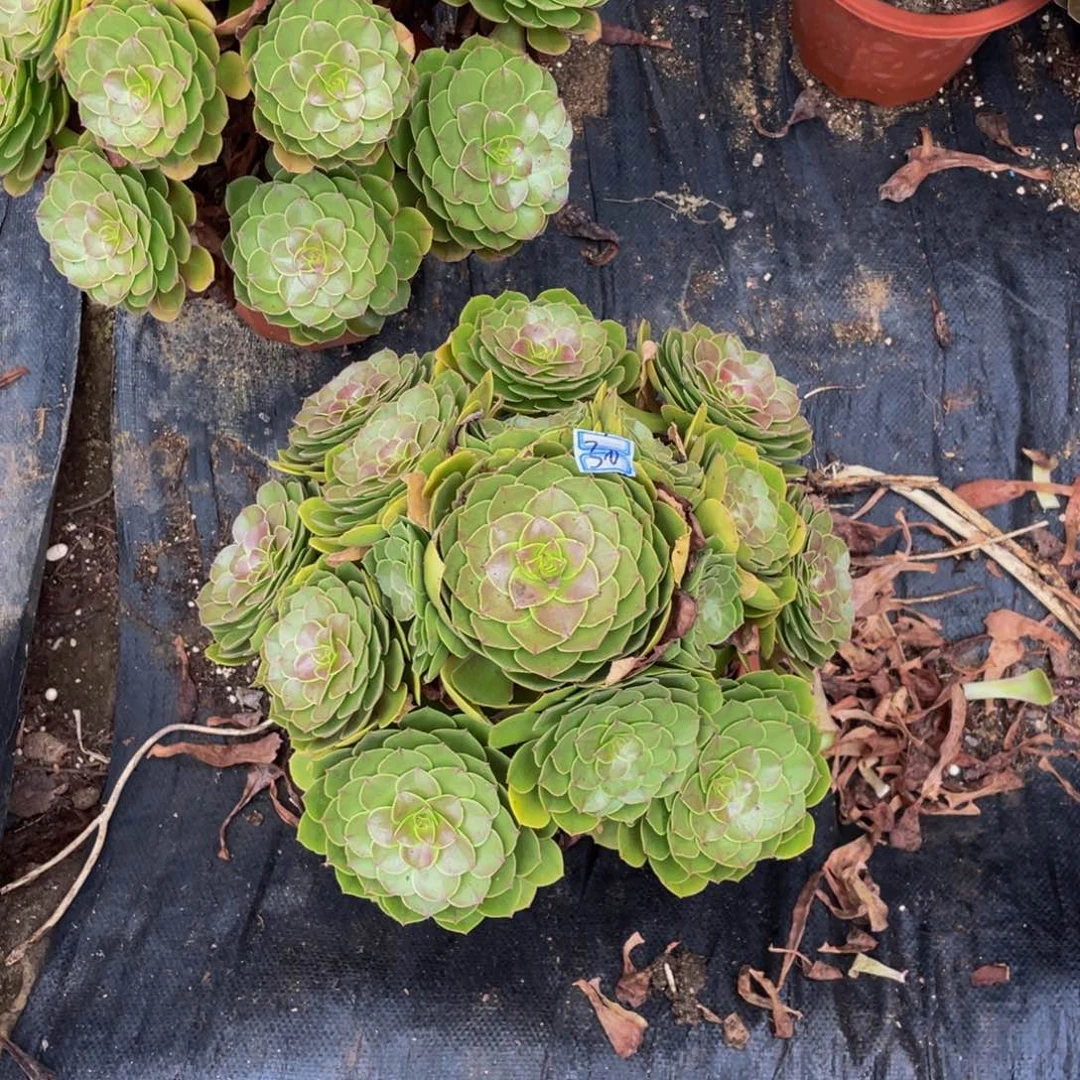 30鲜花老桩万圣节