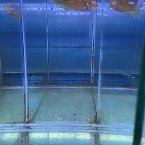 A***A海水鱼261号111111