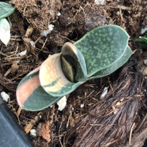 日系子宝锦蜗牛蜗牛