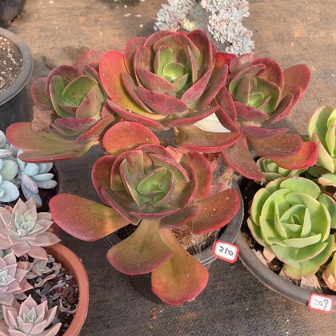 210大唐玫瑰 一物一拍多肉