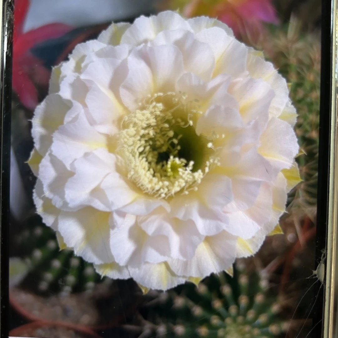 彩草蛋糕侧牙3-3.5公分有气根