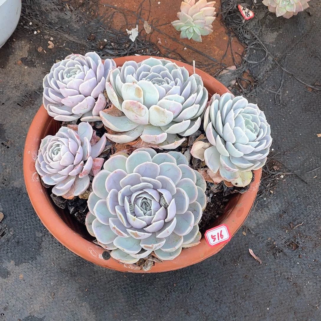 516蓝色惊喜 一物一拍多肉