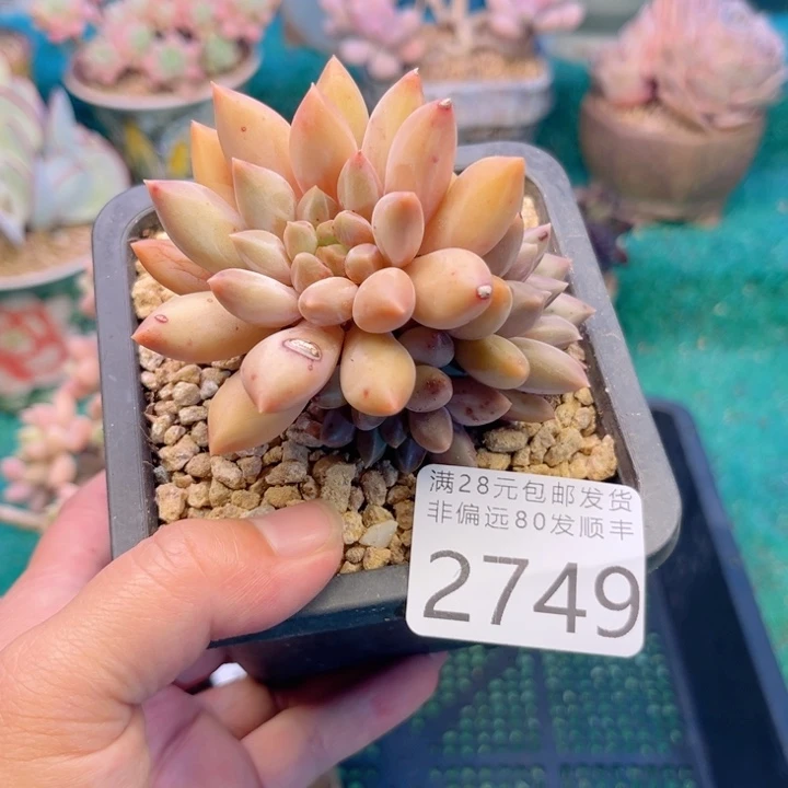 大2749；bcvvcvbbb