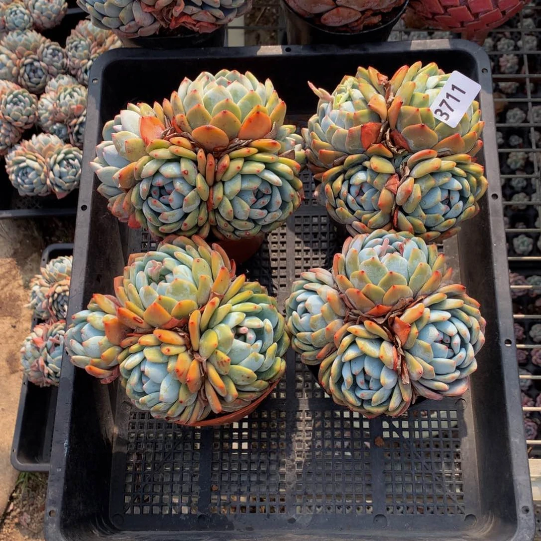 3711四个一起嗯嗯嗯我想