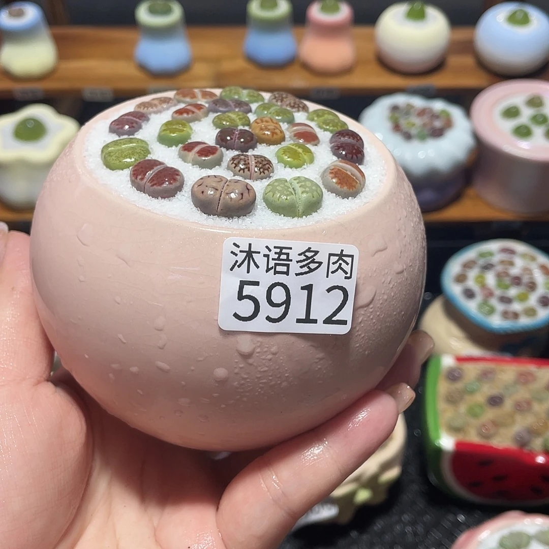 带盆土植物 一物一拍5912