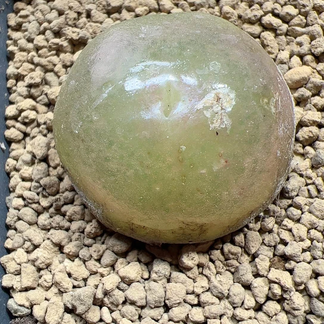 【闪购商品】193 大灯泡3cm+