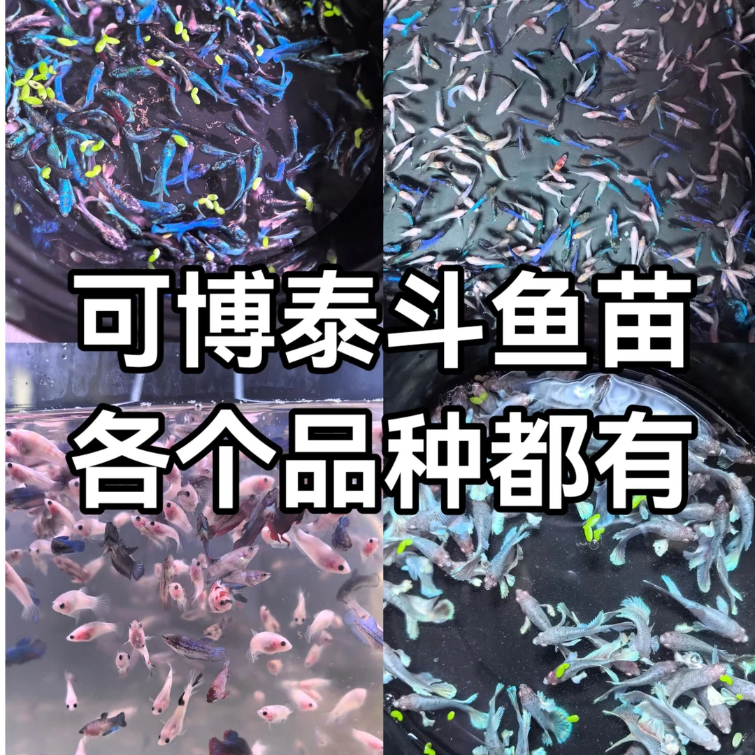 泰国斗鱼苗2.5cm左右 象耳等各品种齐全可混养好养易活热带观赏鱼