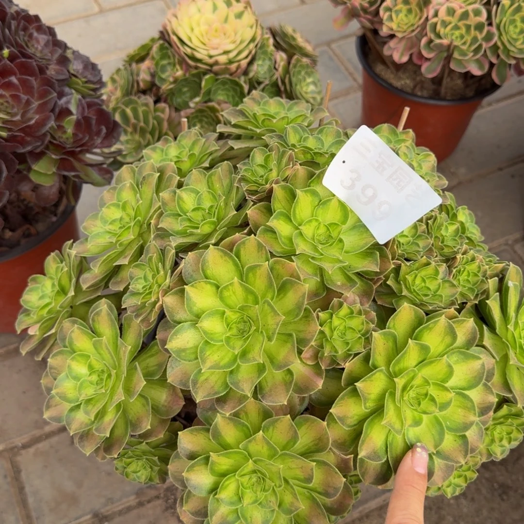 多肉植物399韶华多肉