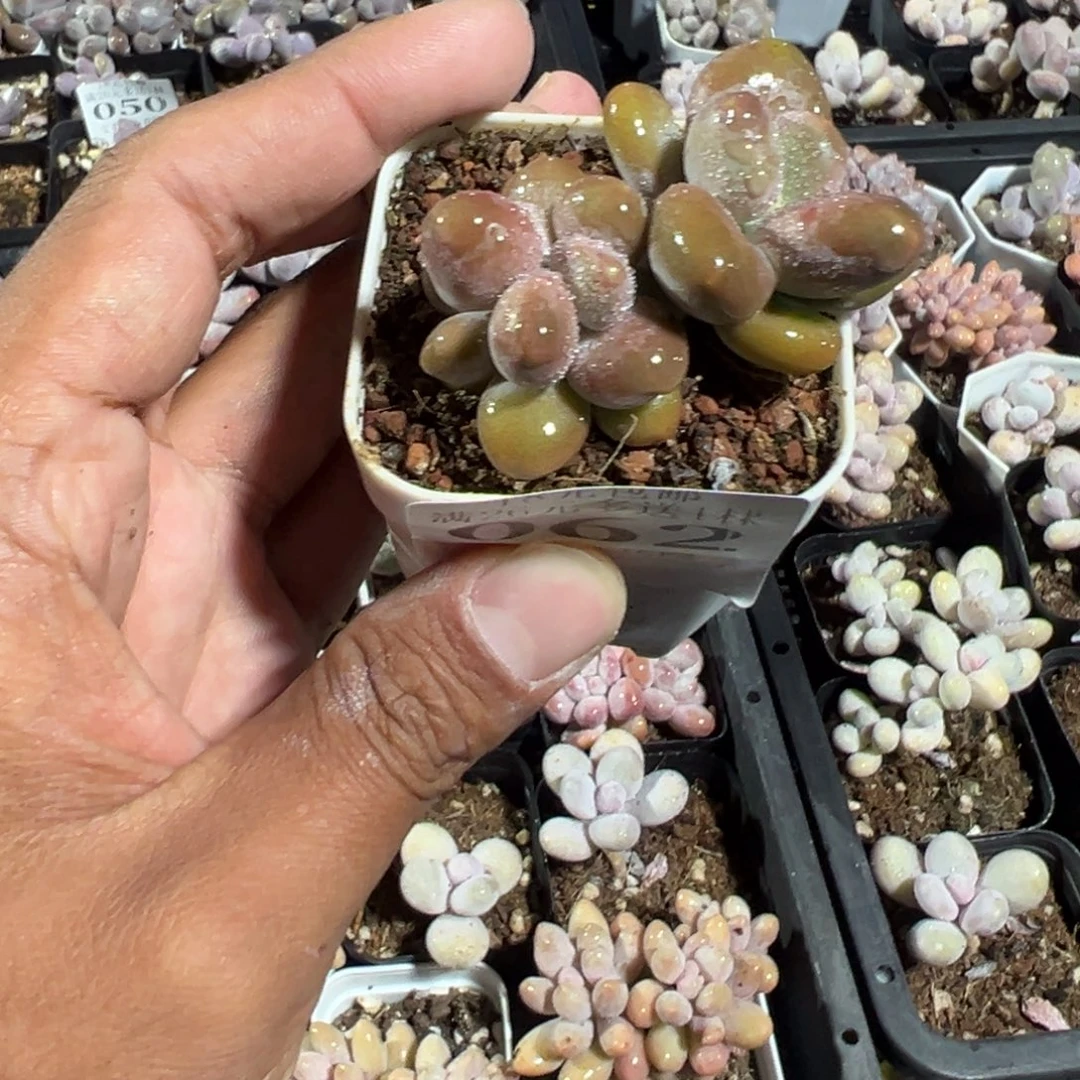 062号三头KK奶酪一物一拍满18包邮