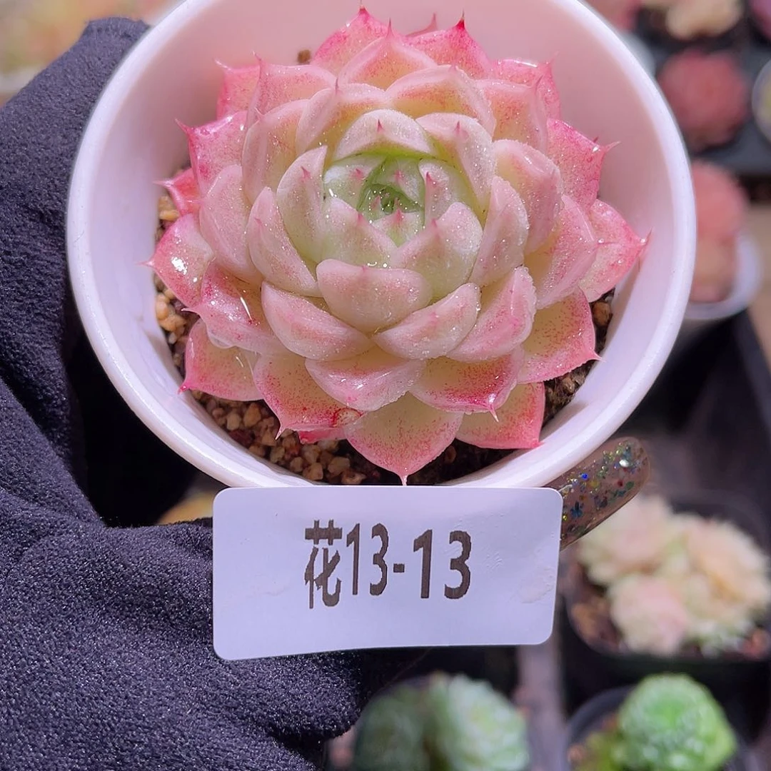 花利美13-13麦秆单头