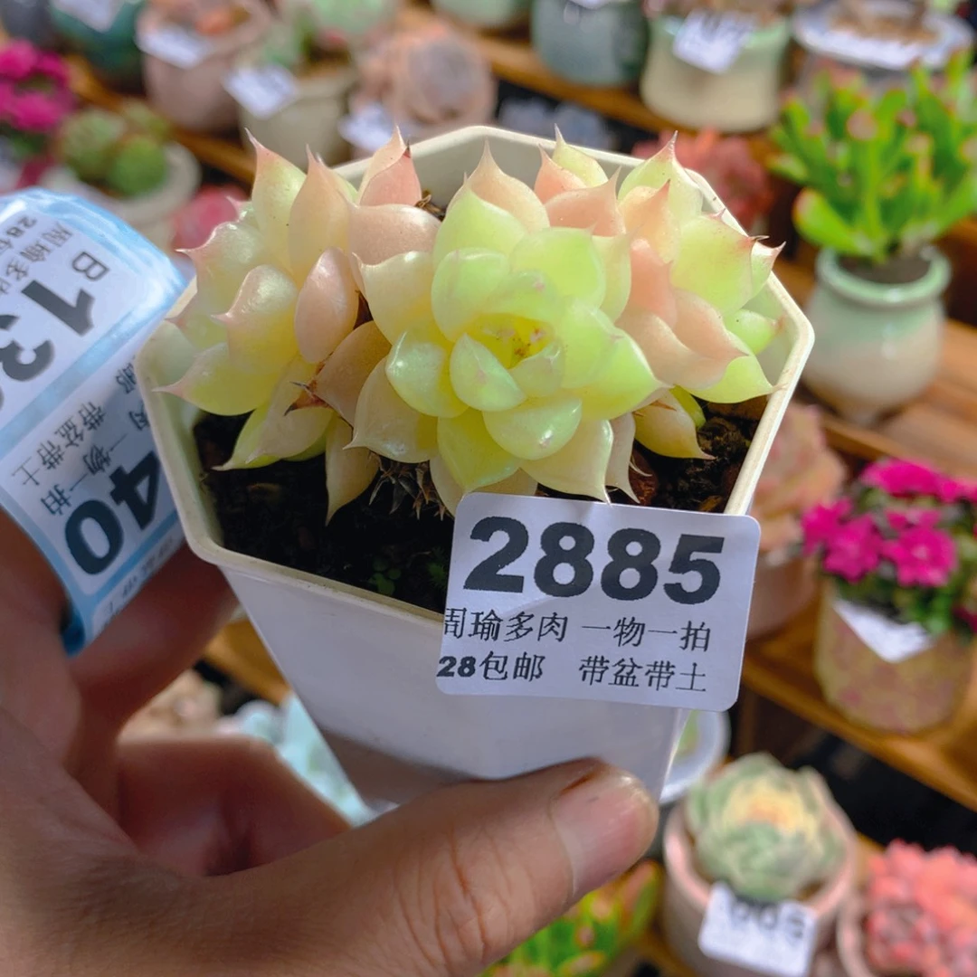 精控多肉植物2885