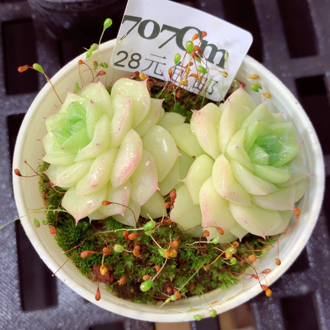 5厘米盆精控多肉707