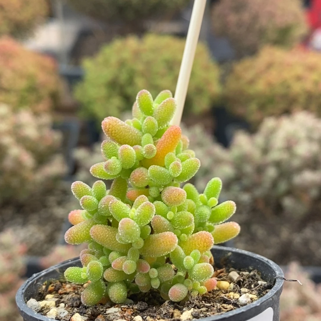 蜜橘糖球0288枝干番杏