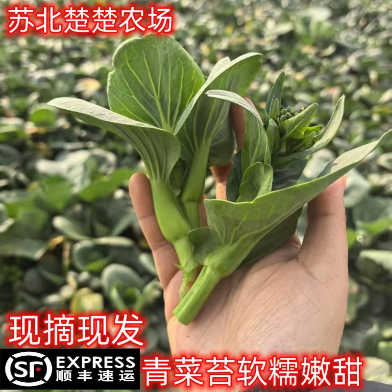 【顺丰包邮】农家菜苔菜心苏北霜冻黑青菜苔苏州青矮脚青菜菜甜糯
