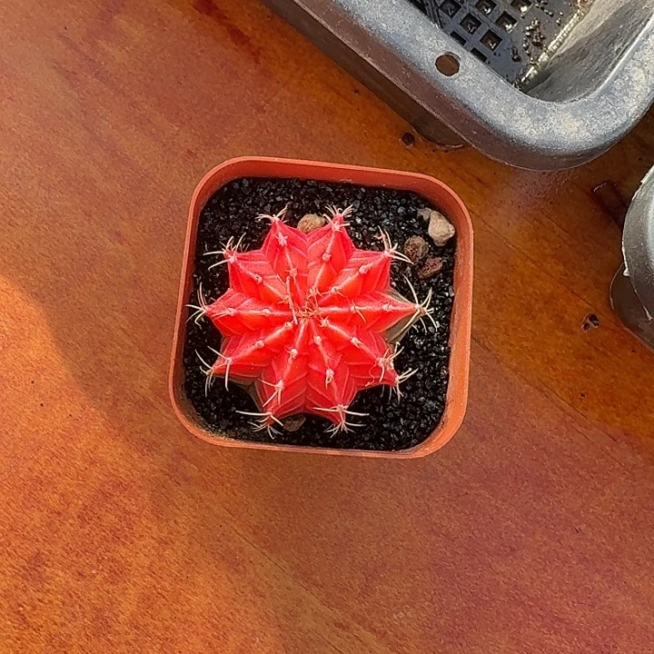 汇***暖肋骨牡丹锦仙人球