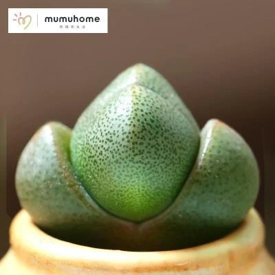 网红多肉绿帝玉 大元宝 多肉植物多肉绿植盆栽番杏科迷你肉肉