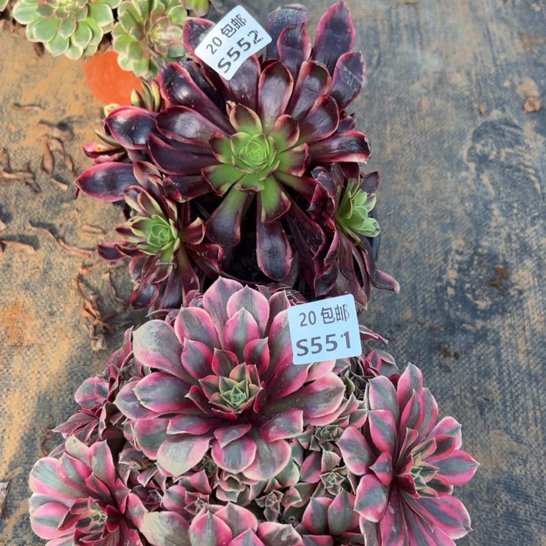 2颗组合，欧嘉莉，女妖