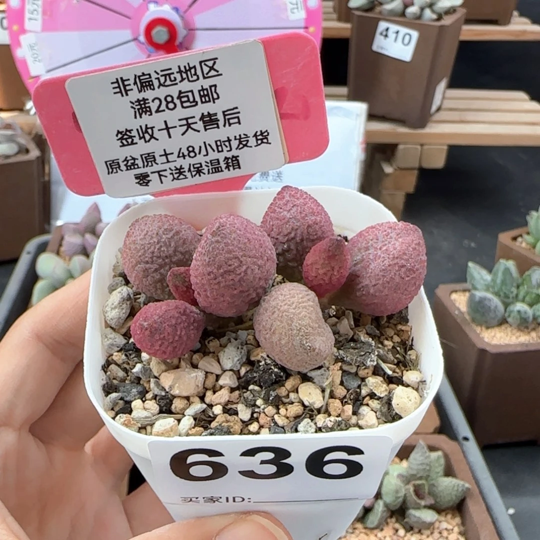 636服部多肉植物