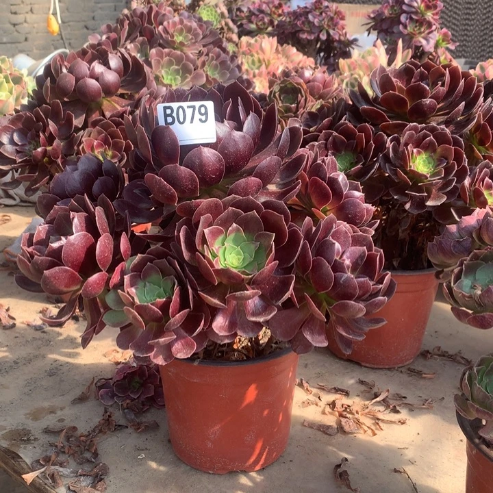 079赤焰莲多肉法师