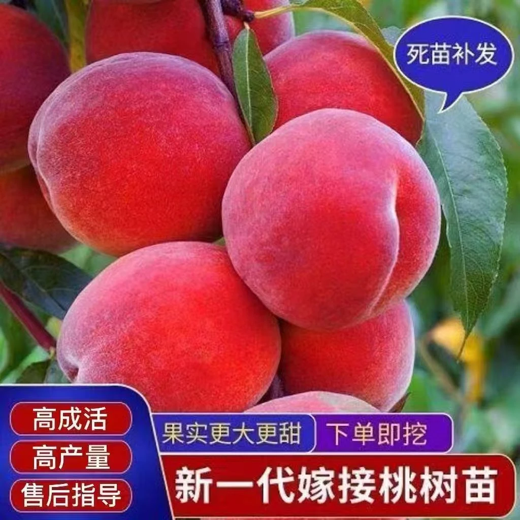【正宗嫁接血桃树苗】盆栽地栽庭院种植南北方种植抗寒耐旱果树苗