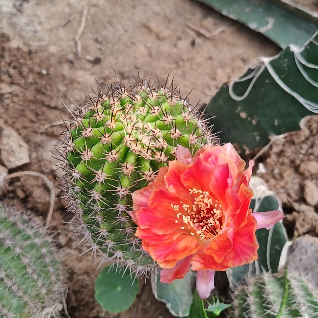 丽花丽火三角嫁接包邮非偏远15