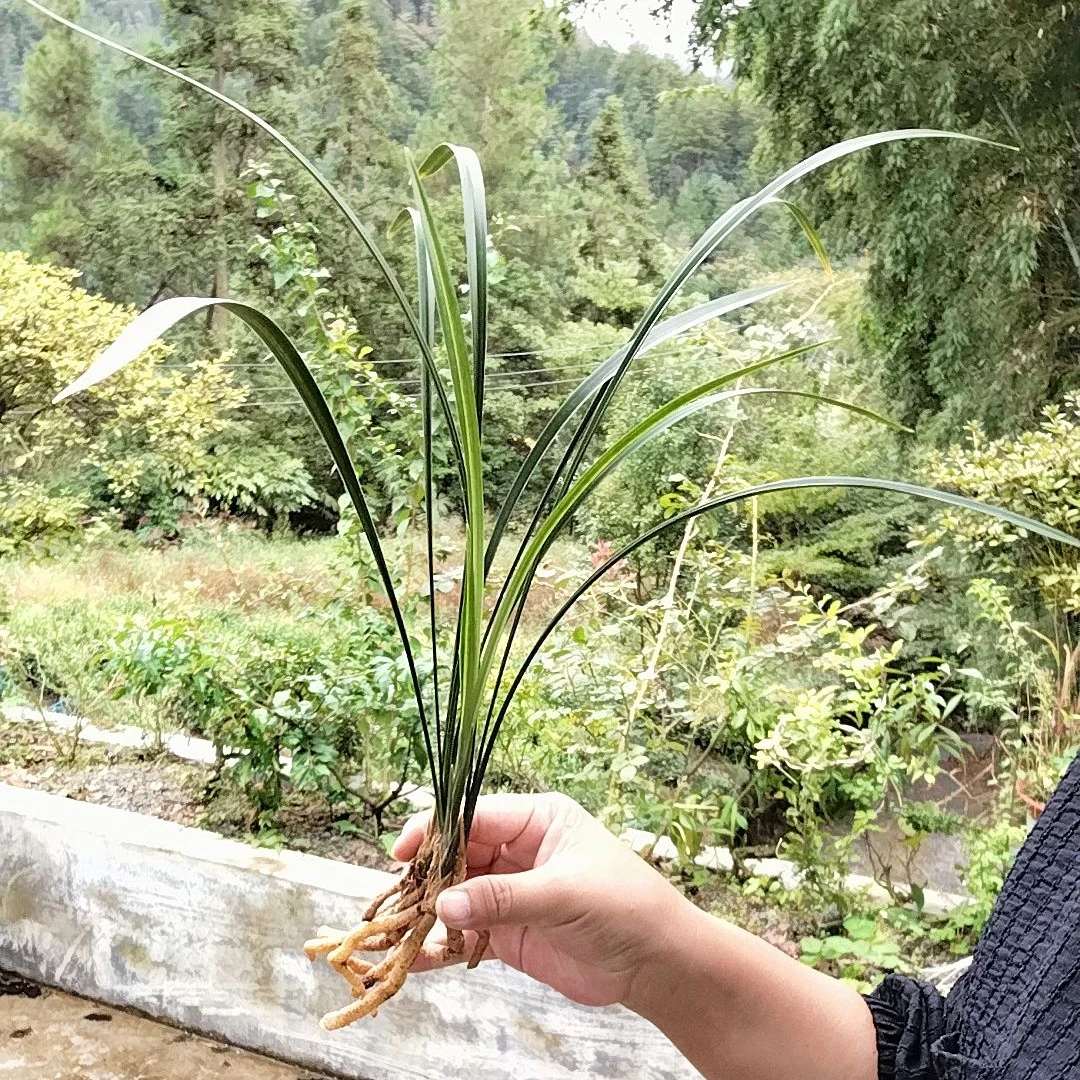 直播间一物一拍细叶寒（原种）兰花参考开品，漏雨养殖苗，看好下单