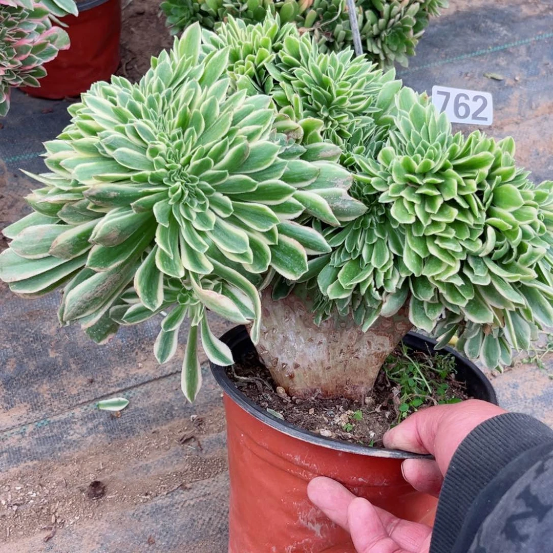 762芳华缀化多肉法师