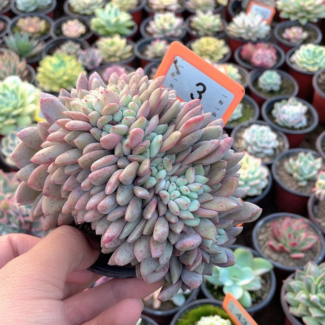 满***肉3号多肉植物盆栽植物