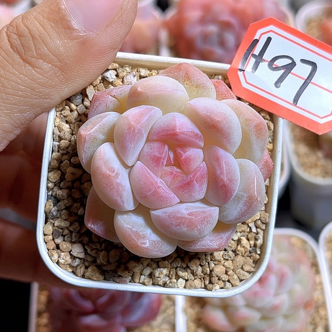 H97  新品珍妮满18包邮