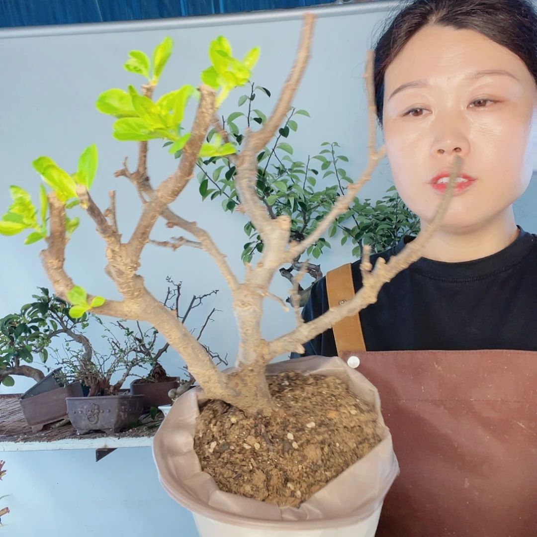 无花朵海棠252525
