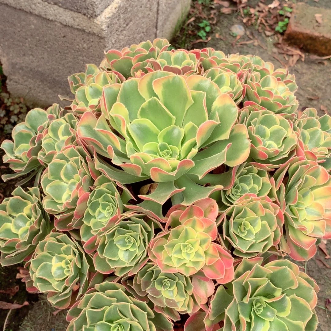 特斯拉，多肉植物的