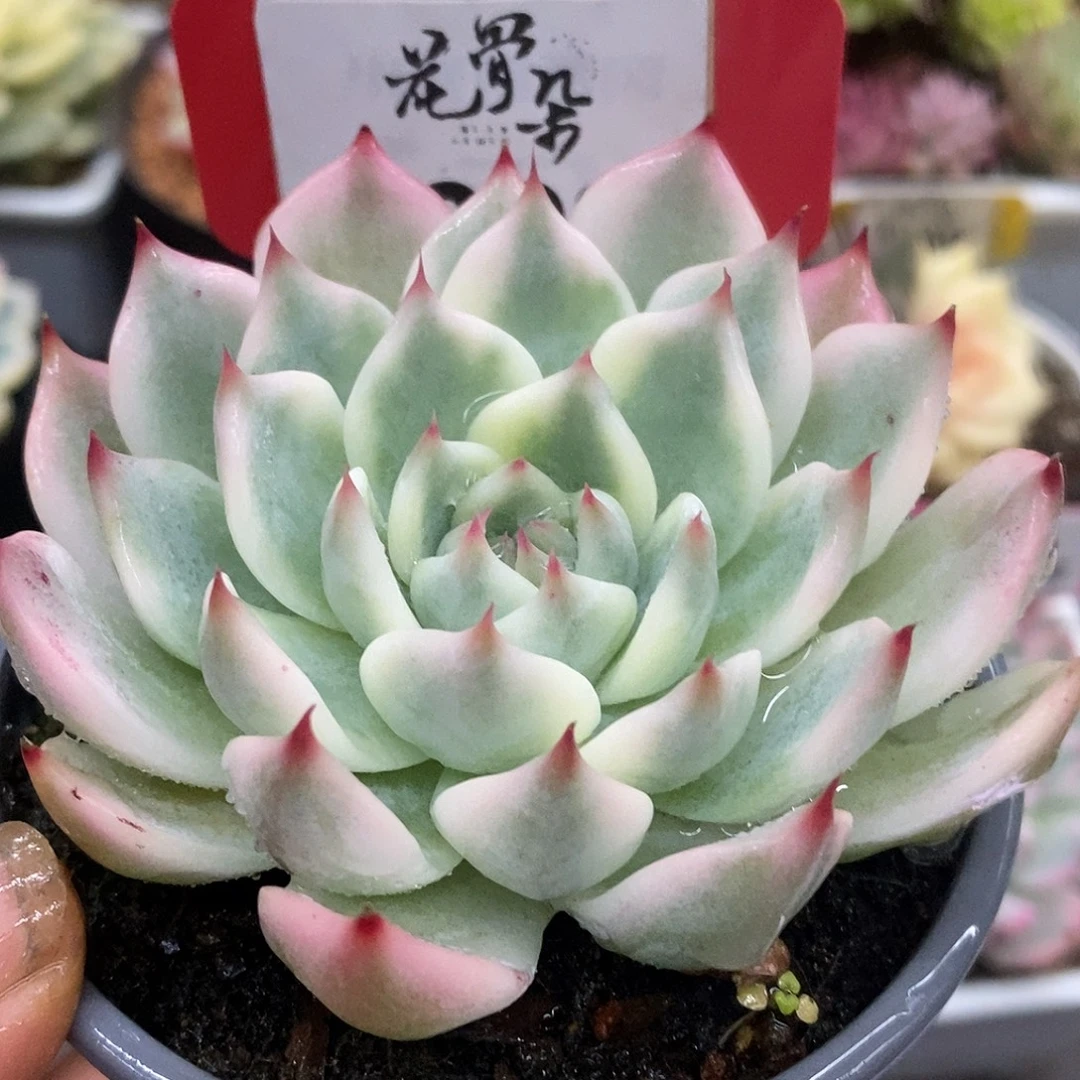 209娃娃啦啦啦啦啦啦啦啦啦