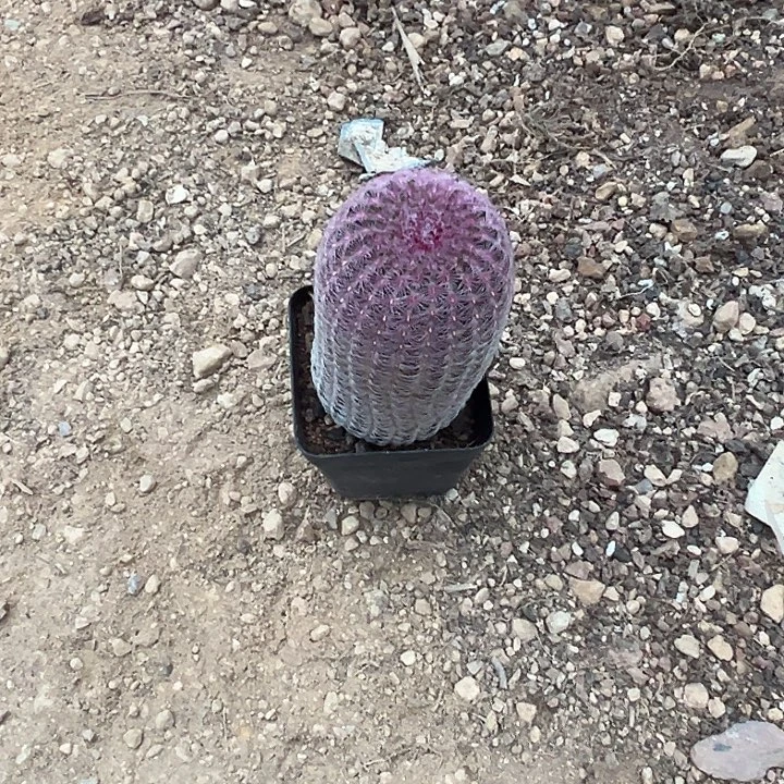 皓***哥仙人球的世界里有一