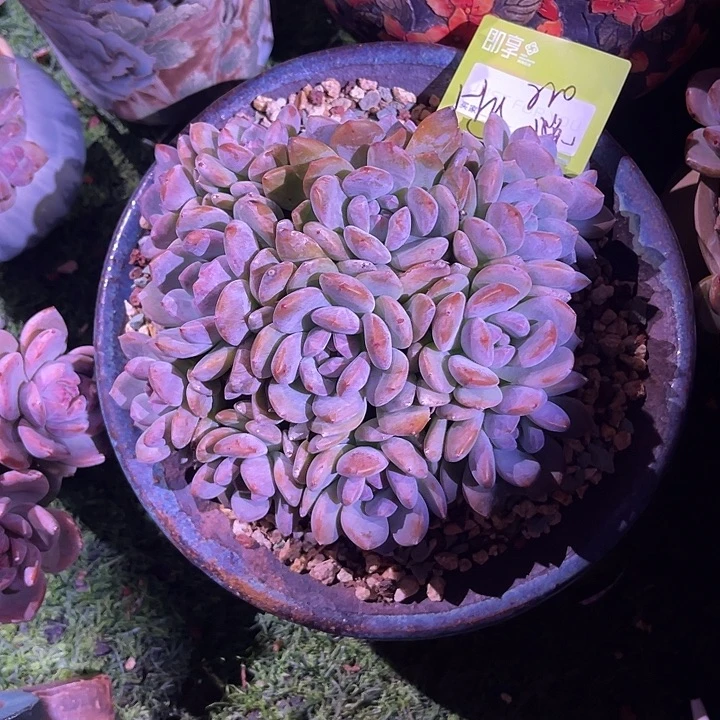 H***e星影群生小脸一颗脱土