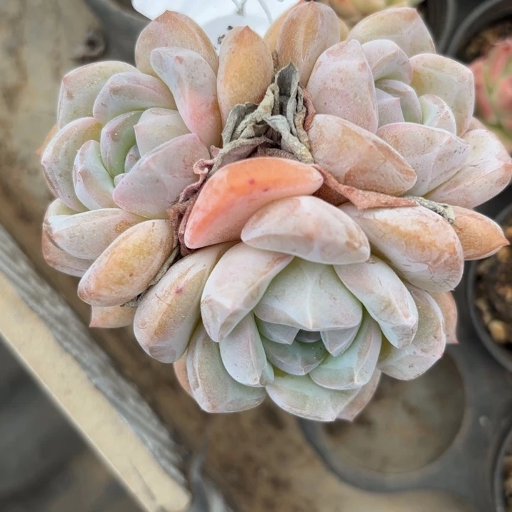 闪吼36呀呀呀呀呀苏UuUuUu