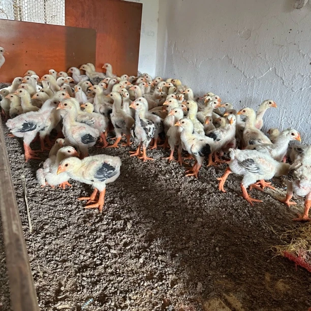 宠物鸡 顺丰包邮好养好喂