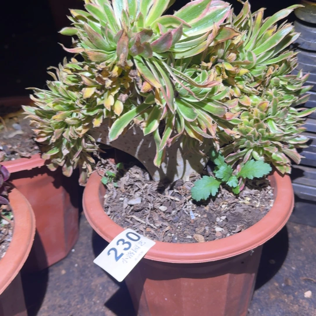 230夕颜缀化多肉植物满28包邮
