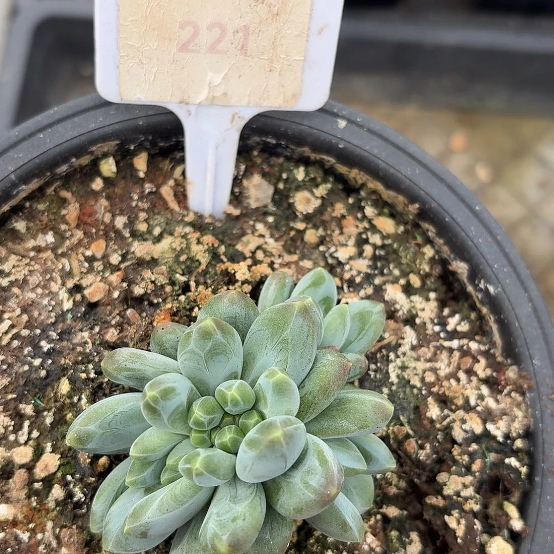 卡布奇洛缀123456789101112