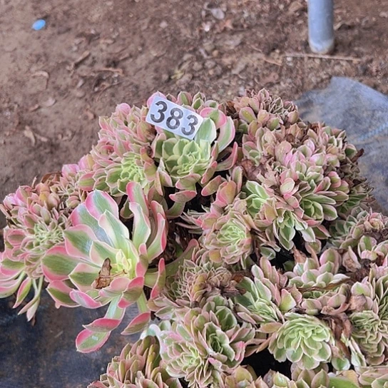 燕***天多肉植物一个女巫追