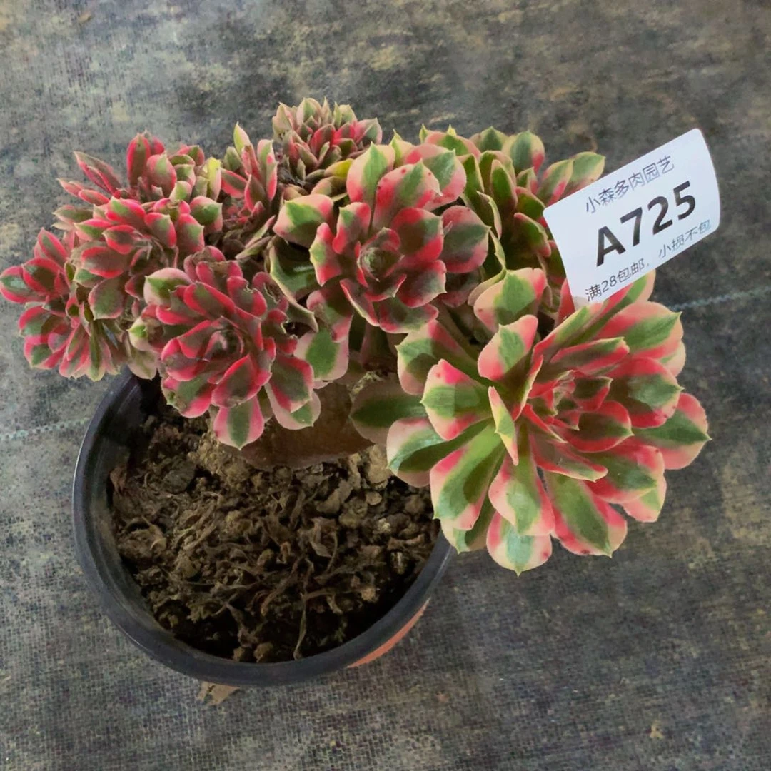 ༺****女郎缀化有老伤疤725