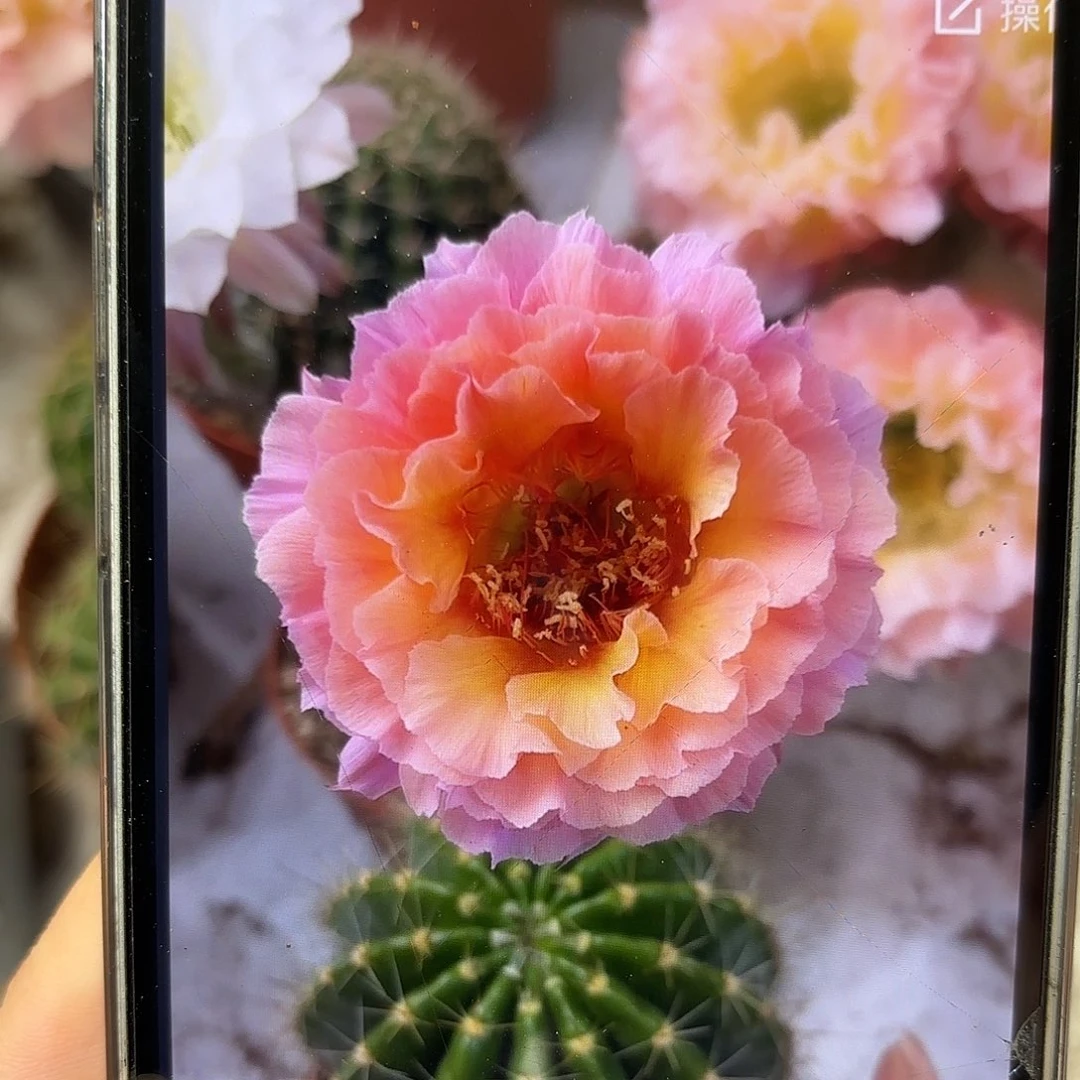 彩草青鸾火凤8公分左右